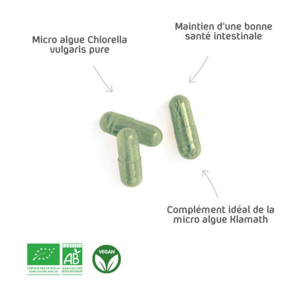 Micro algue Chlorella vulgaris pure